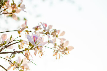 Naklejka na ściany i meble Beautiful white blooming Mountain ebony flower, Orchid flower, Purple bauhinia