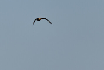 Primer plano de un pájaro caracara quebrantahuesos volando en el cielo azul sin nubes