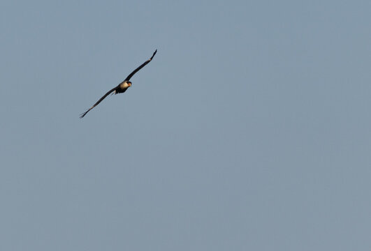 Primer plano de un pájaro caracara quebrantahuesos volando en el cielo azul sin nubes