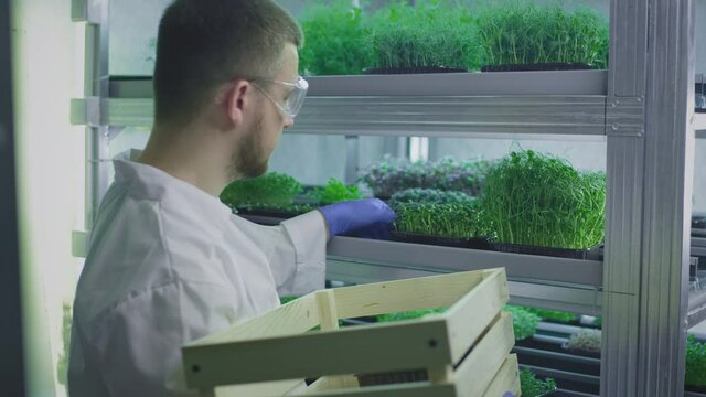 Organic micro greens. A male farmer or scientist takes a container, puts it in a wooden box. Prepares for sale in the store. Food delivery during a pandemic. Laboratory for genetic modification.