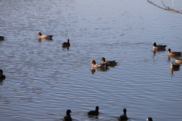 冬の川で泳ぐヒドリガモとオオバンの群れ