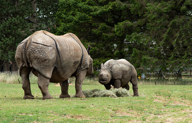 Fototapeta premium rhino in the wild