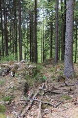 Nadelwald Nutzwald Tannen Wald Borkenkäfer