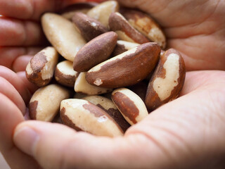 신선한 유기농 견과류 브라질 너트, 손
