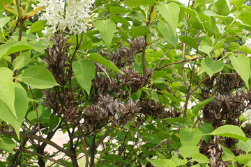 Previopus years seed pods on a lilac bush