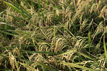 Katni / India 25 October 2017 Green rice field at Katni Madhya Pradesh India
