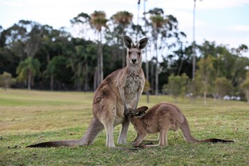 kangaroo and baby