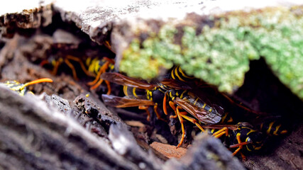 Yellowjackets wasps nest on rooftop