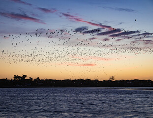 Atardecer, cielo con aves sobre laguna