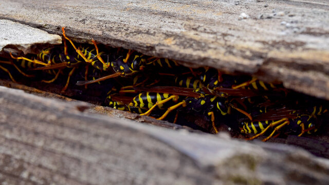 Yellowjackets wasps nest on rooftop