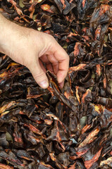 A man's hand holds of pet treats.  Dried beef kidneys on the background.