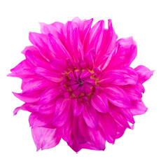 Deautiful flower of pink dahlia isolated on a white background