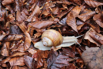 Schnecke Weinbergschnecke mit Haus Schneckenhaus auf Laub Blätter Buchenlaub