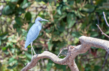 A blue grey colored bird sits on a tree branch near the river banks.