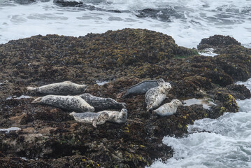 Fototapeta na wymiar Common Seal (Phoca vitulina) in Bodega Bay, California, USA