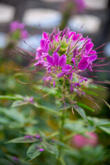 Pink, purple and white spider flowers (Cleome hassleriana) in the front yard. It is a flower that is native to southern America.