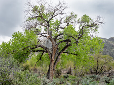 Fremont cottonwood tree (Populus fremontii) with spring growth in Rainbow Canyon, Nevada, USA.
