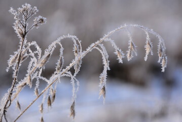 The winter fog settled like a silvery frost on the grass.