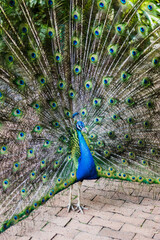Fototapeta premium Pavo real Zoológico Cali