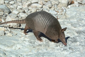 Armadillo Crossing Dry Riverbed