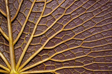 Beautiful Natural Pattern on Waterlily Leaf in Horizontal Orientation, Perfect for Background and Wallpaper