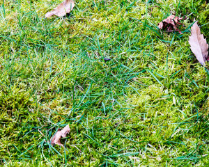 Moss overtaking the grass in a lawn; lawn in need of maintenance to remove moss