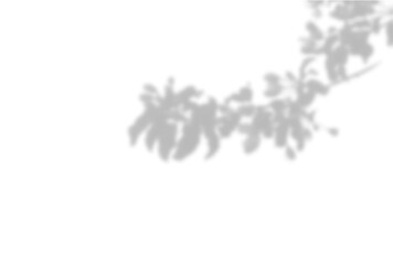 Summer background of plant shadows. Shadow of tree leaves on a white wall. White and black to overlay a photo or mockup. Vector