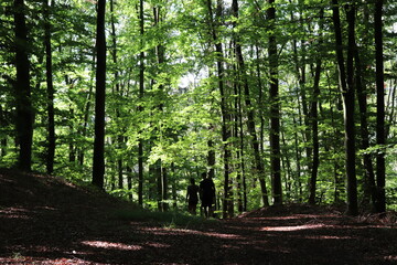Obraz premium Sommer Wald Sommerwald Wandern Wanderung Licht Schatten Buchen Laubwald
