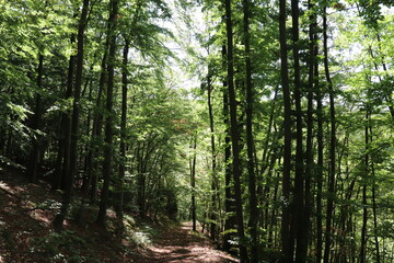Sommer Wald Sommerwald Wandern Wanderung Licht Schatten Buchen Laubwald Mittelgebirge