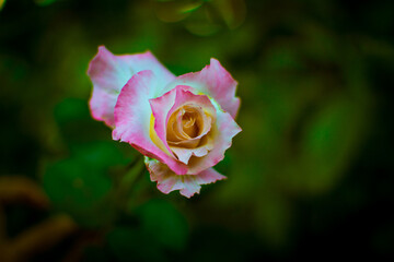 pink rose