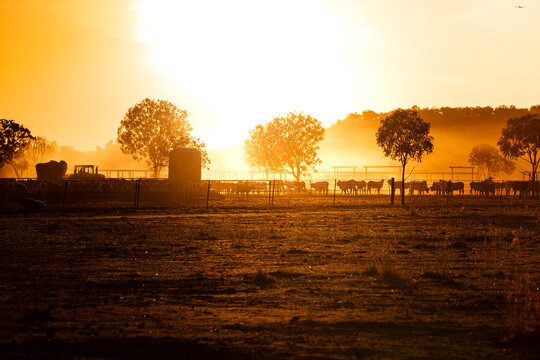 The Bulls In The Yards On A Remote Cattle Station In Northern Territory In Australia At Sunrise.