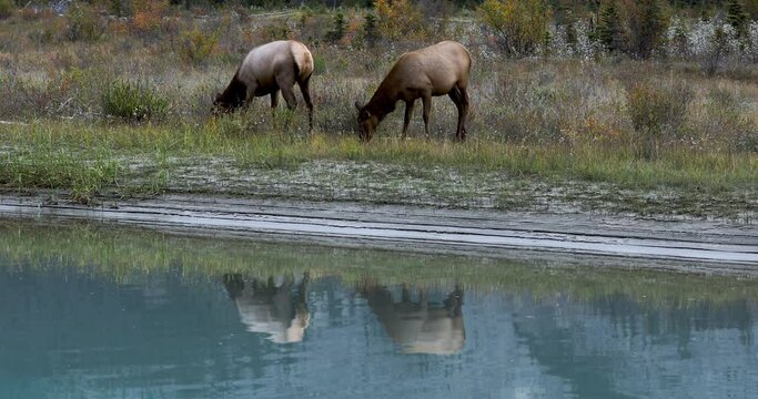 Two female Elk standing by river bank eating grass with their image reflected in calm water.