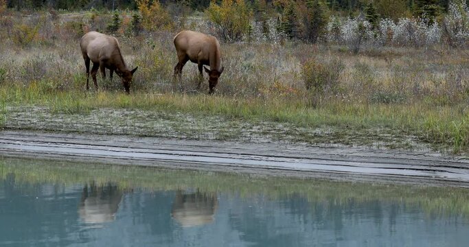 Female elk standing by river eating grass, their reflections visible in the water.