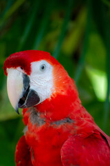 Beautiful red parrot in the jungle