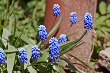 Armenian Grape Hyacinth (Muscari armeniacum) in garden, Central Russia