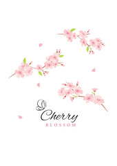 Vector cherry blossom flowers illustration © KY
