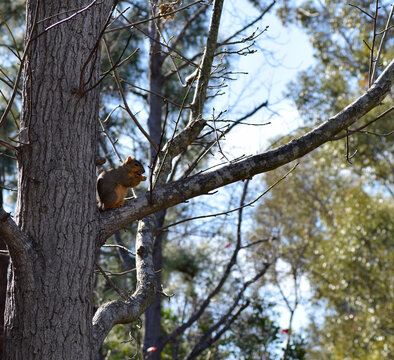 Squirrel eating in a tree