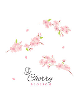 Fototapeta Vector cherry blossom flowers illustration