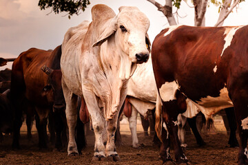 The bulls in the yards on a remote cattle station in Northern Territory in Australia at sunrise.