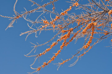 Common Sea Buckthorn (Hippophae rhamnoides) in orchard