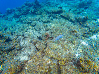 A hiding octopus surrounded by colorful reef fishes in the reef corals near Olhuveli island in...