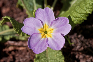 Common Primrose (Primula acaulis) in garden