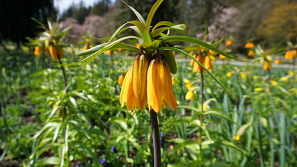 Bright and showy Fritillaria Imperialis flowers  close up on meadow of flowers background.
