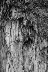 森の古い木の表皮。