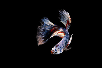 Obraz premium Swimming Action of Betta, Siamese fighting fish, Colorful Betta, pla-kad (biting fish) Thai; Half moon blue and red betta isolated on black background with clipping path