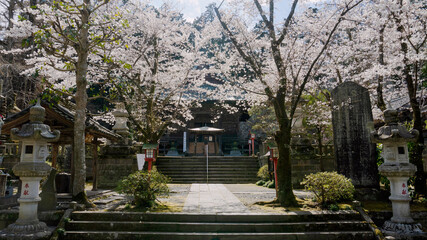 Obraz premium 岩殿観音正法寺の桜／物見山（埼玉県東松山市）