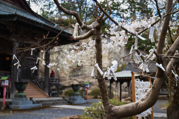 観音堂と枝先に結んだおみくじ（岩殿観音正法寺）／埼玉県東松山市