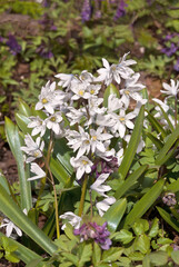 White Squill (Scilla mischtschenkoana) in garden, Central Russia