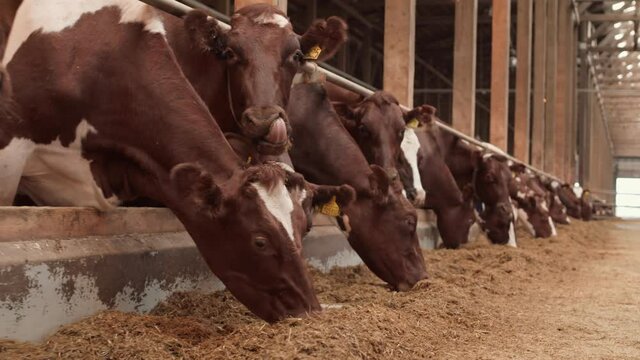 Tracking shot of many cute brown and white cows feeding in cowshed, some lifting heads up and looking on camera