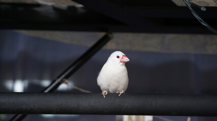 A white java finch standing on a gym
